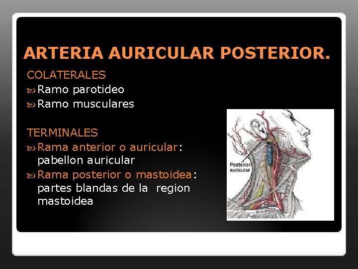 ARTERIA AURICULAR POSTERIOR. COLATERALES Ramo parotideo Ramo musculares TERMINALES Rama anterior o auricular: pabellon
