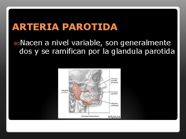 ARTERIA PAROTIDA Nacen a nivel variable, son generalmente dos y se ramifican por la