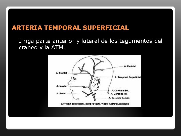 ARTERIA TEMPORAL SUPERFICIAL Irriga parte anterior y lateral de los tegumentos del craneo y