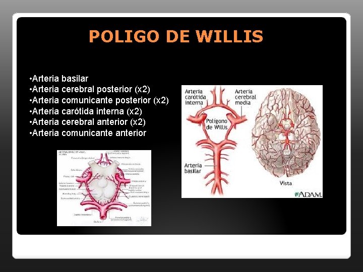 POLIGO DE WILLIS • Arteria basilar • Arteria cerebral posterior (x 2) • Arteria