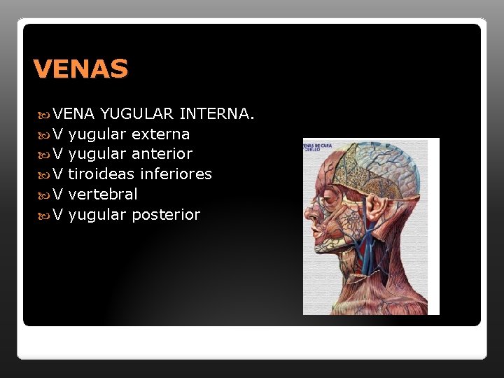 VENAS VENA V V V YUGULAR INTERNA. yugular externa yugular anterior tiroideas inferiores vertebral