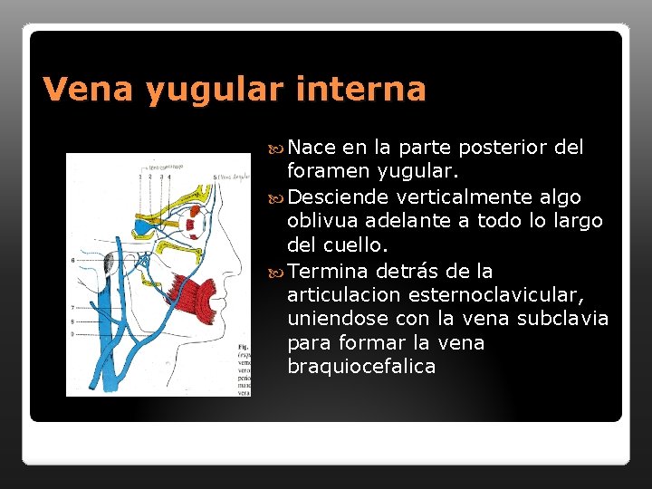 Vena yugular interna Nace en la parte posterior del foramen yugular. Desciende verticalmente algo