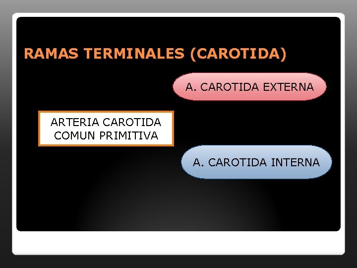 RAMAS TERMINALES (CAROTIDA) A. CAROTIDA EXTERNA ARTERIA CAROTIDA COMUN PRIMITIVA A. CAROTIDA INTERNA 