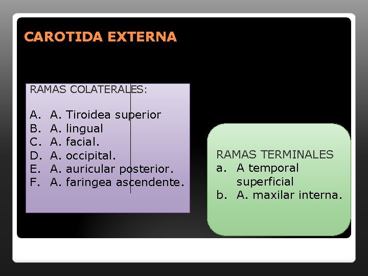 CAROTIDA EXTERNA RAMAS COLATERALES: A. B. C. D. E. F. A. A. A. Tiroidea