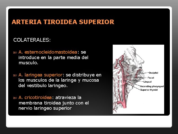 ARTERIA TIROIDEA SUPERIOR COLATERALES: A. esternocleidomastoidea: se introduce en la parte media del musculo.