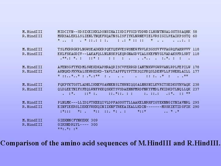 M. Hind. III R. Hind. III MIDCIYN--SDSIXEIKKLDSNSIHAIISDIPYGIDYDDWDILHSNTNSALGGTSSAQHK 58 MKKSALEKLLSLIENLTNQEFKQATNSLISFIYKLNRNEVIELVRSIGILPEAIKPSSTQ 60 *. . : .