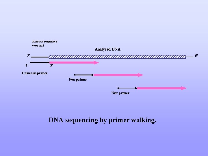 Known sequence (vector) Analyzed DNA 3’ 5’ 5’ 3’ Universal primer New primer DNA