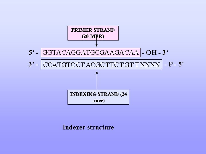 PRIMER STRAND (20 -MER) 5’ - GGTACAGGATGCGAAGACAA - OH - 3’ 3’ - CCATGTC