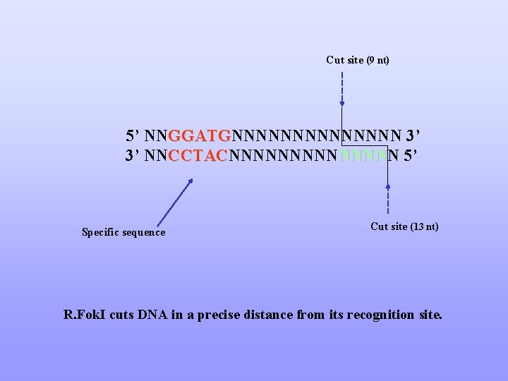 Cut site (9 nt) 5’ NNGGATGNNNNNNN 3’ GGATG 3’ NNCCTACNNNNN CCTAC NNNN 5’ Specific