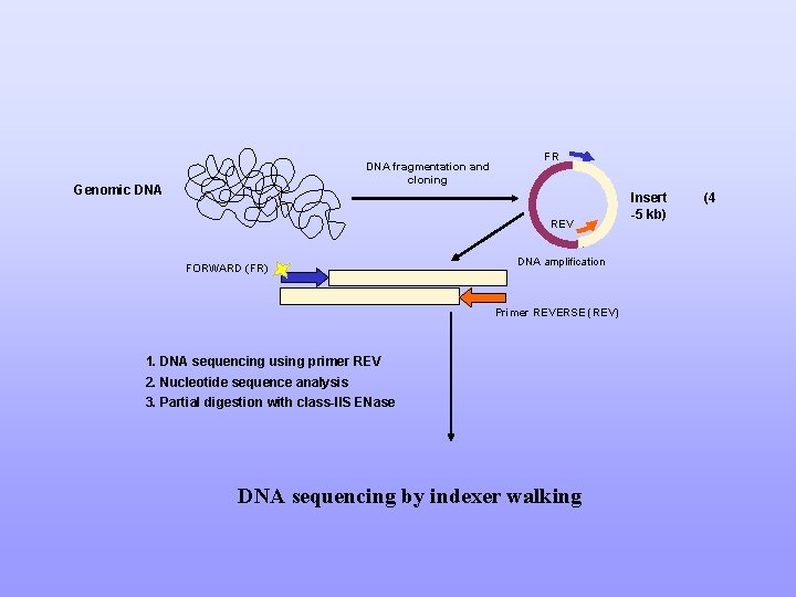 DNA fragmentation and cloning Genomic DNA FR REV FORWARD (FR) DNA amplification Primer REVERSE