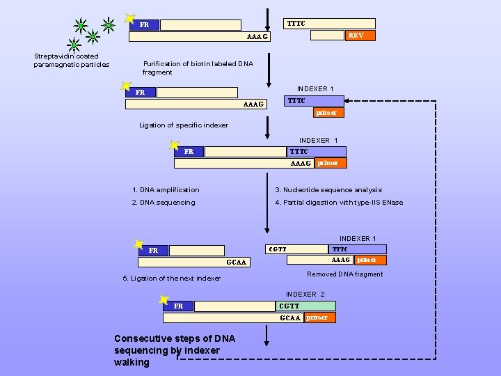 TTTC FR REV AAAG Streptavidin coated paramagnetic particles Purification of biotin labeled DNA fragment