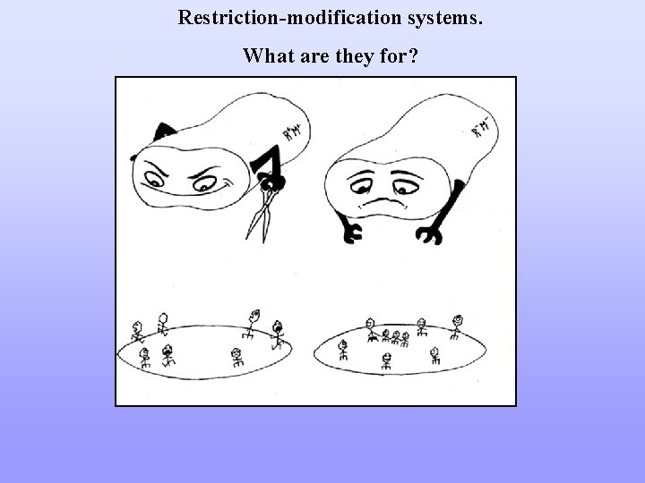 Restriction-modification systems. What are they for? 