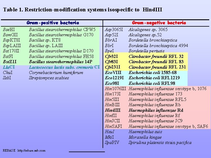 Table 1. Restriction-modification systems isospecific to Hind. III Bse. HI Bsm. GII Bsp. KT