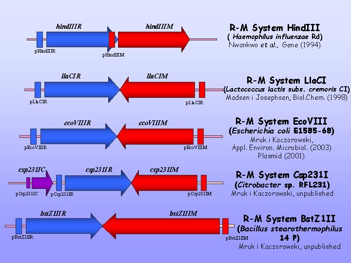 hind. IIIR R-M System Hind. III hind. IIIM ( Haemophilus influenzae Rd) Nwankwo et