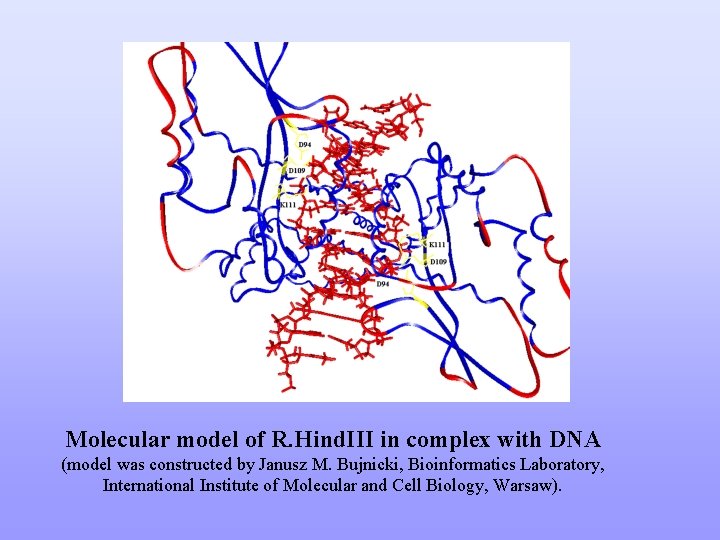 Molecular model of R. Hind. III in complex with DNA (model was constructed by