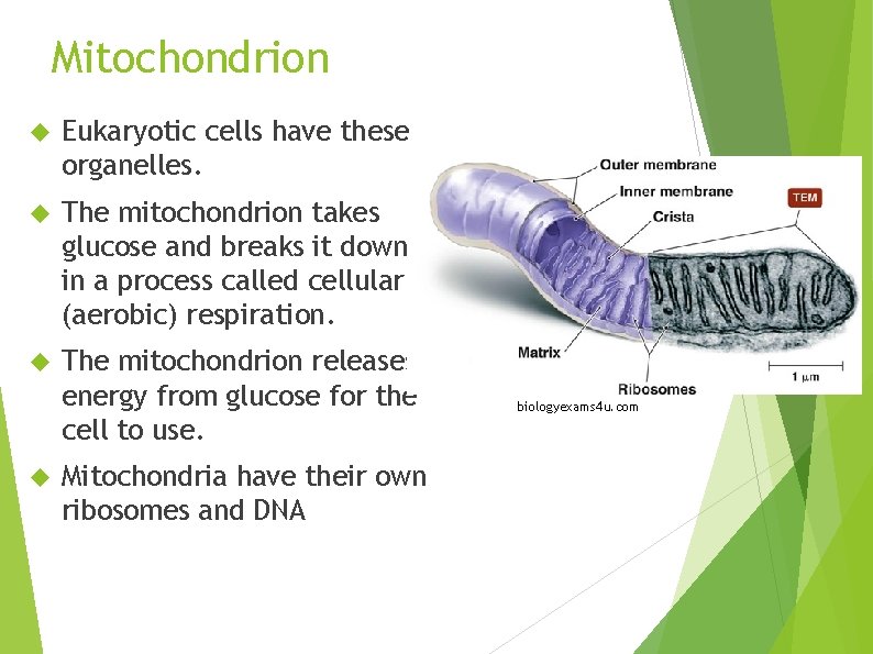 Mitochondrion Eukaryotic cells have these organelles. The mitochondrion takes glucose and breaks it down
