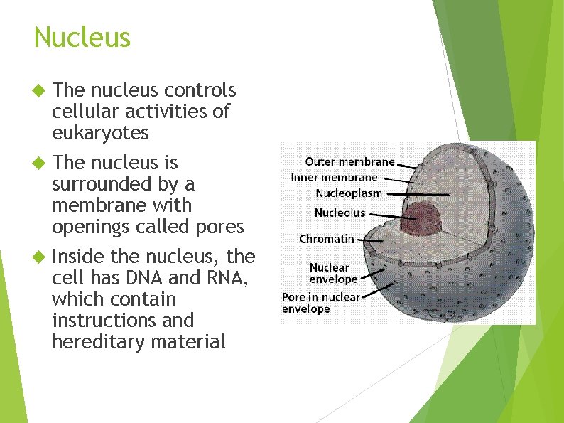 Nucleus The nucleus controls cellular activities of eukaryotes The nucleus is surrounded by a