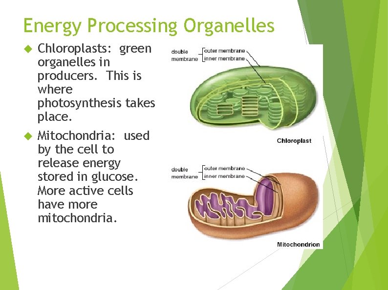 Energy Processing Organelles Chloroplasts: green organelles in producers. This is where photosynthesis takes place.