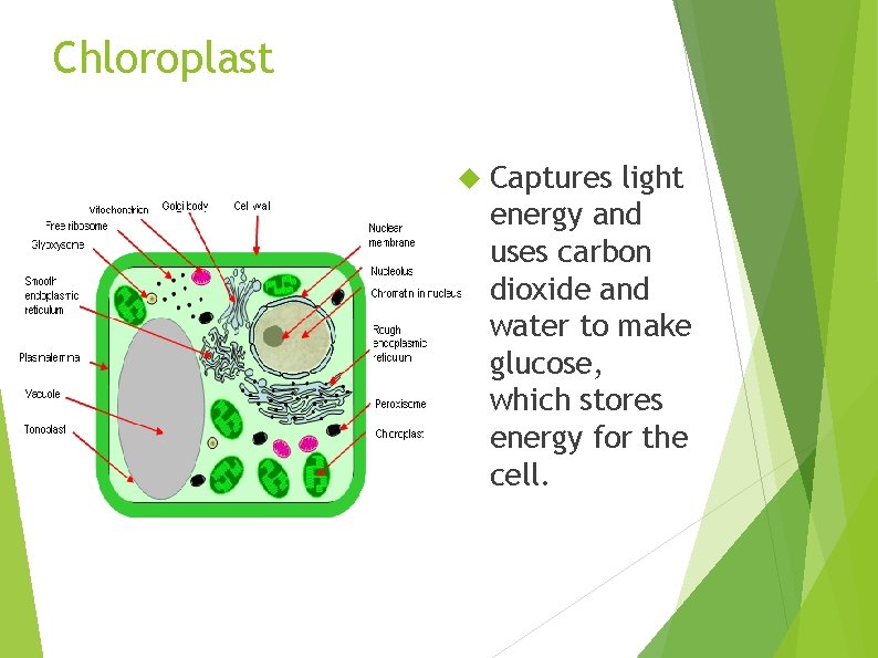 Chloroplast Captures light energy and uses carbon dioxide and water to make glucose, which