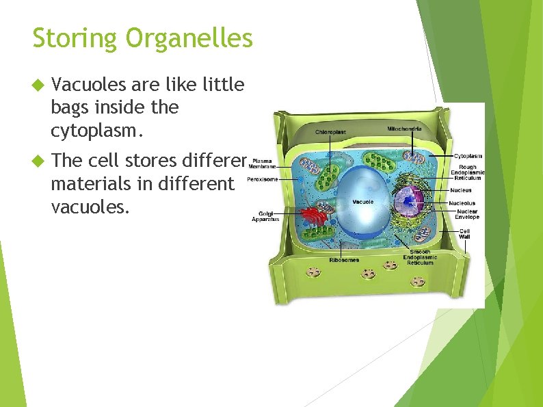 Storing Organelles Vacuoles are like little bags inside the cytoplasm. The cell stores different