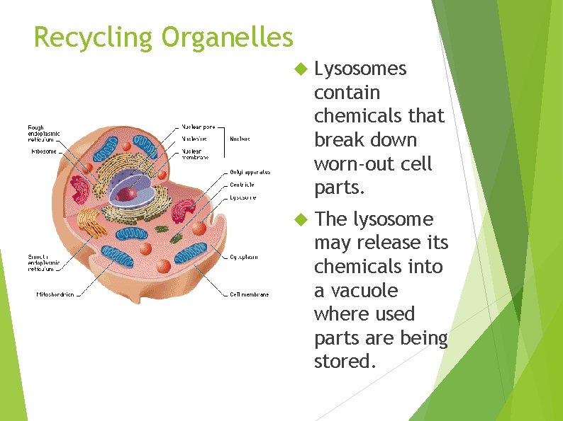 Recycling Organelles Lysosomes contain chemicals that break down worn-out cell parts. The lysosome may