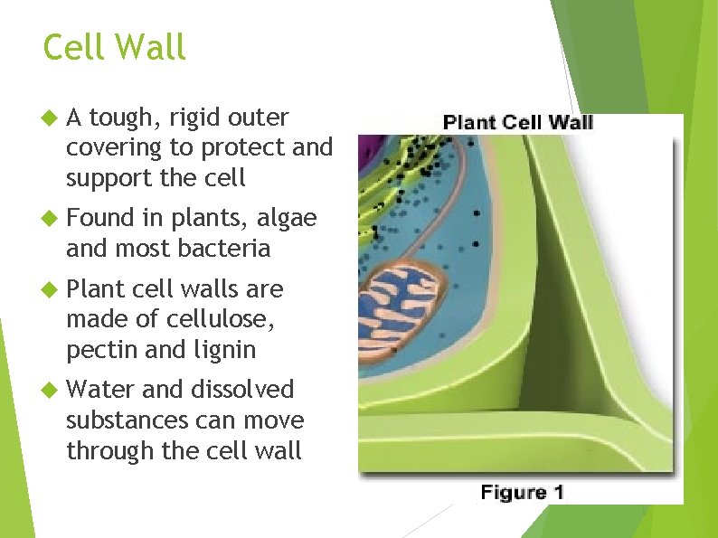 Cell Wall A tough, rigid outer covering to protect and support the cell Found