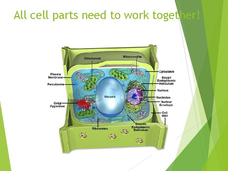 All cell parts need to work together! 
