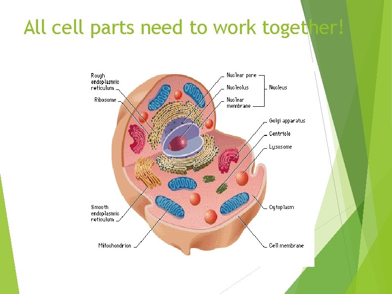 All cell parts need to work together! 