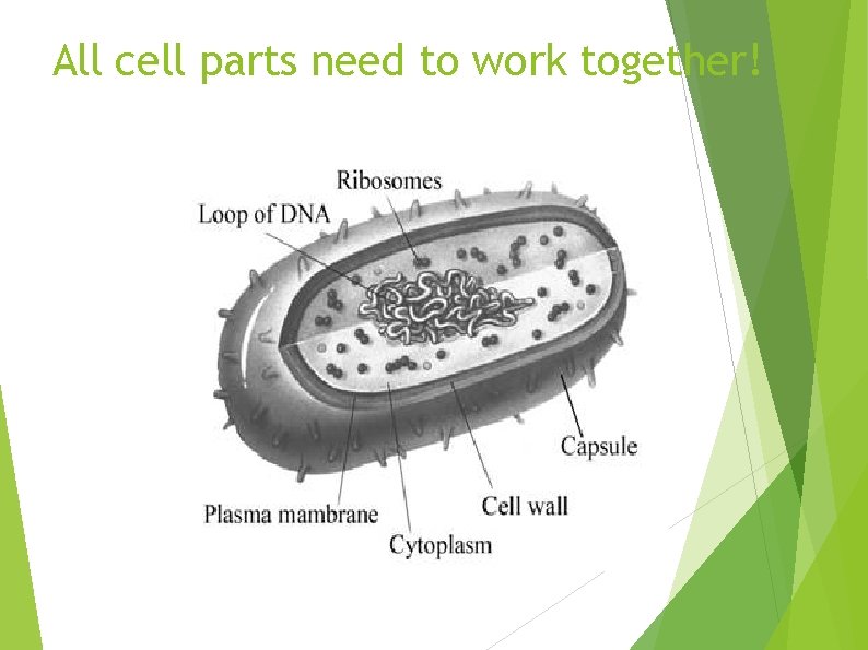 All cell parts need to work together! 