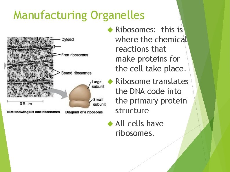 Manufacturing Organelles Ribosomes: this is where the chemical reactions that make proteins for the