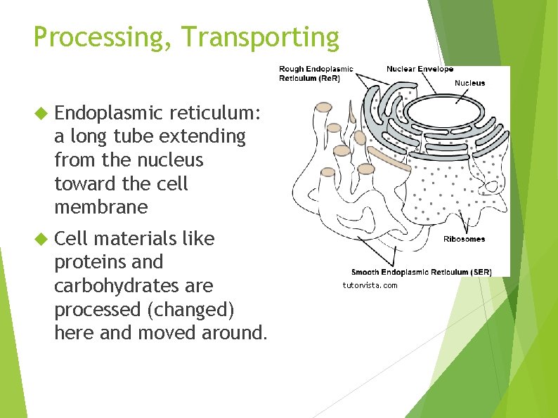 Processing, Transporting Endoplasmic reticulum: a long tube extending from the nucleus toward the cell