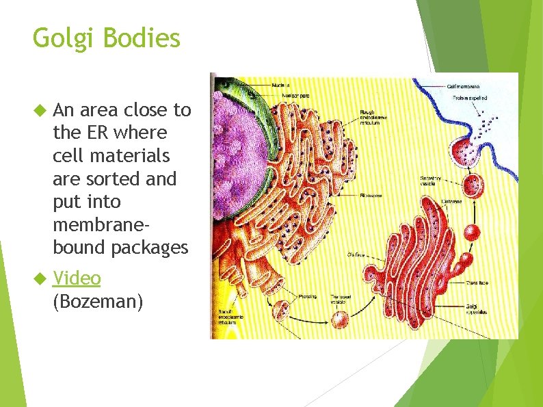 Golgi Bodies An area close to the ER where cell materials are sorted and