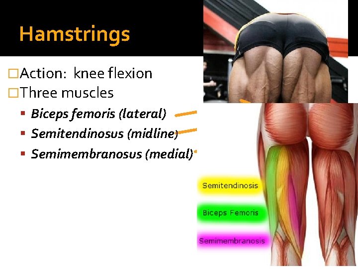 Hamstrings �Action: knee flexion �Three muscles Biceps femoris (lateral) Semitendinosus (midline) Semimembranosus (medial) 