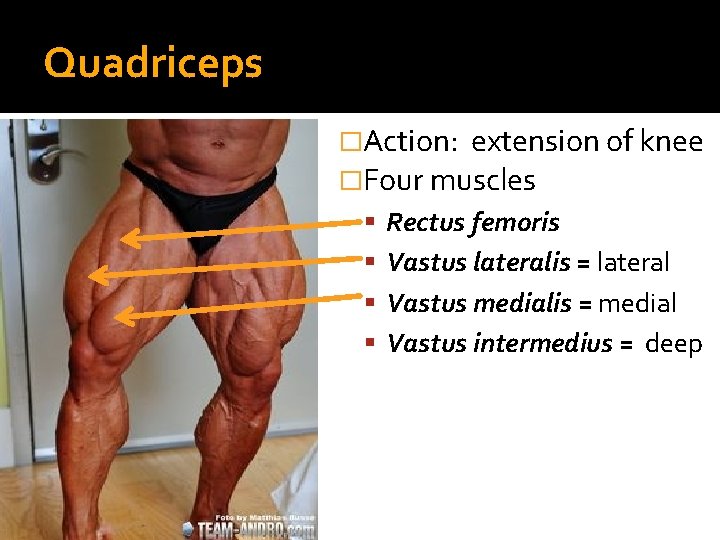 Quadriceps �Action: extension of knee �Four muscles Rectus femoris Vastus lateralis = lateral Vastus