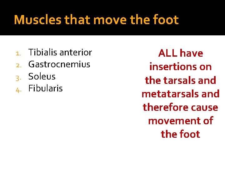 Muscles that move the foot 1. 2. 3. 4. Tibialis anterior Gastrocnemius Soleus Fibularis