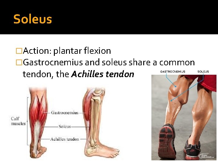 Soleus �Action: plantar flexion �Gastrocnemius and soleus share a common tendon, the Achilles tendon