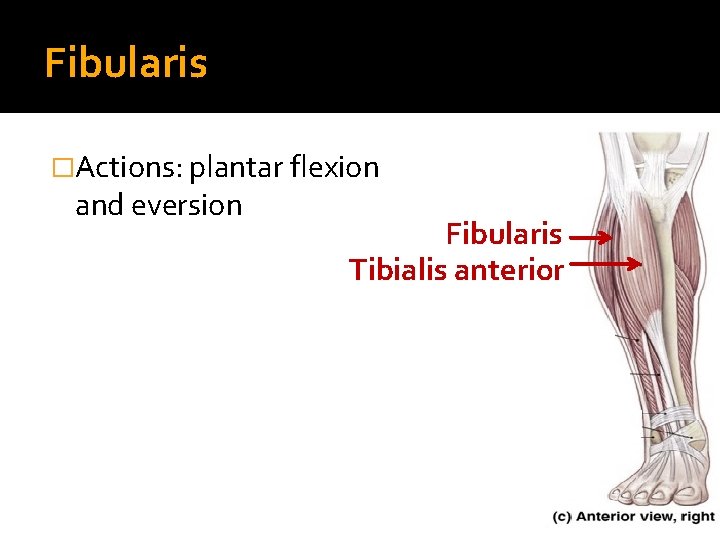 Fibularis �Actions: plantar flexion and eversion Fibularis Tibialis anterior 
