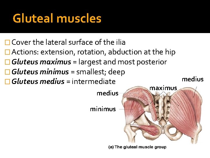 Gluteal muscles � Cover the lateral surface of the ilia � Actions: extension, rotation,