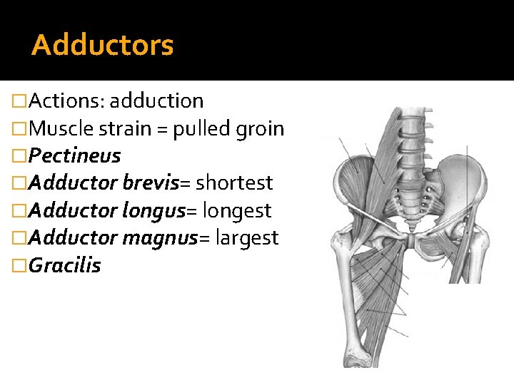 Adductors �Actions: adduction �Muscle strain = pulled groin �Pectineus �Adductor brevis= shortest �Adductor longus=