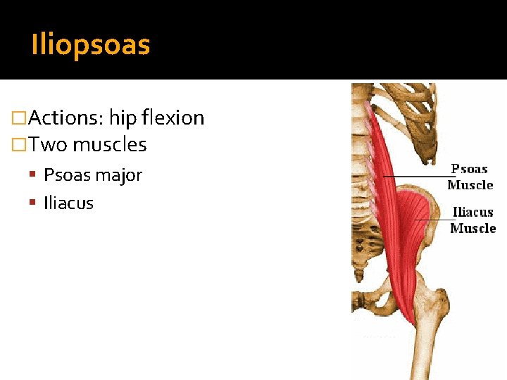 Iliopsoas �Actions: hip flexion �Two muscles Psoas major Iliacus 