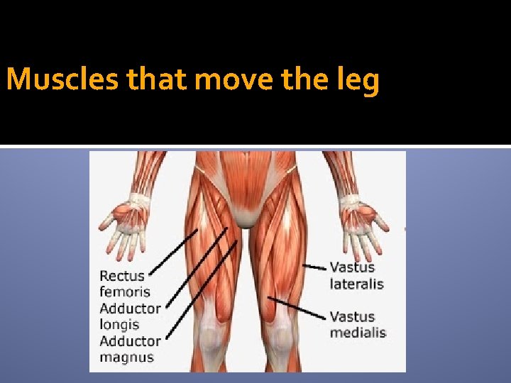 Muscles that move the leg 