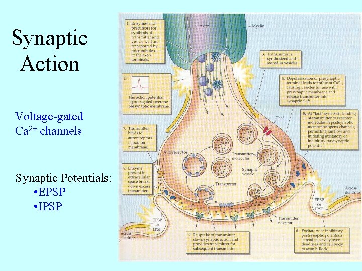Synaptic Action Voltage-gated Ca 2+ channels Synaptic Potentials: • EPSP • IPSP 