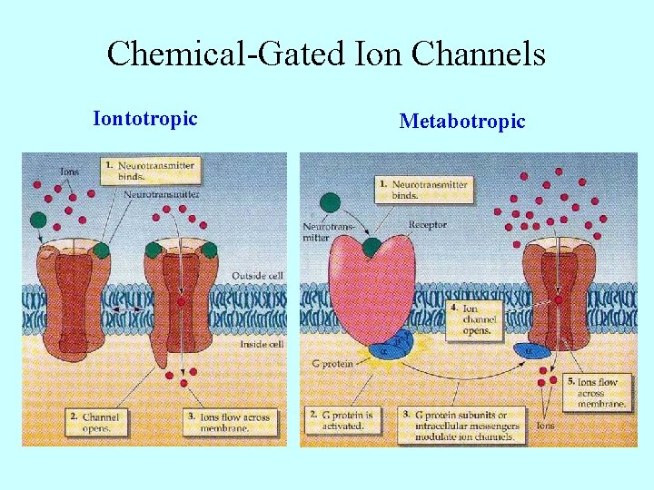 Chemical-Gated Ion Channels Iontotropic Metabotropic 