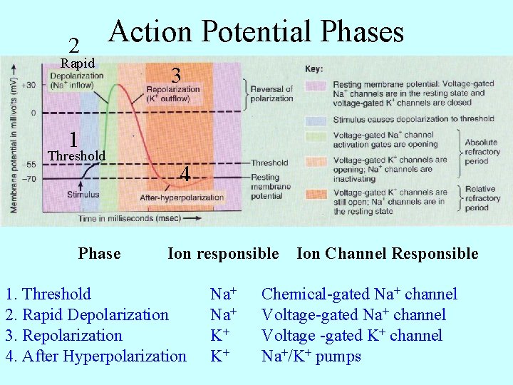 2 Action Potential Phases Rapid 3 1 Threshold Phase 4 Ion responsible 1. Threshold