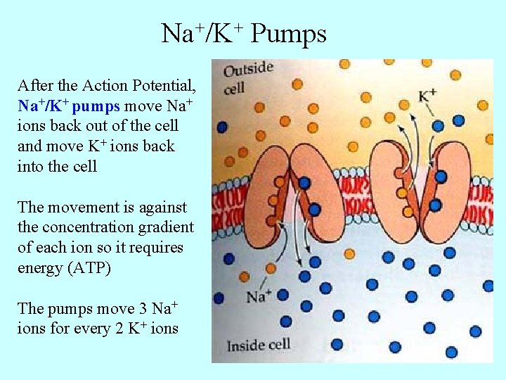 Na+/K+ Pumps After the Action Potential, Na+/K+ pumps move Na+ ions back out of