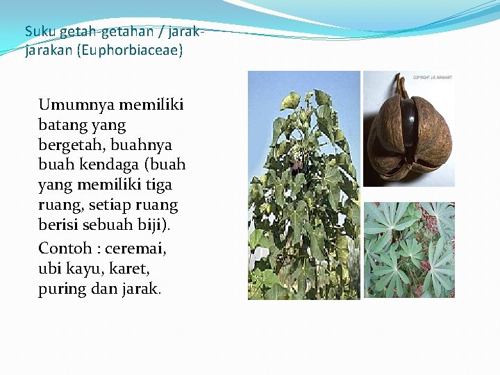 Suku getah-getahan / jarakan (Euphorbiaceae) Umumnya memiliki batang yang bergetah, buahnya buah kendaga (buah