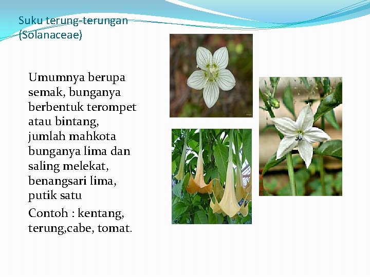 Suku terung-terungan (Solanaceae) Umumnya berupa semak, bunganya berbentuk terompet atau bintang, jumlah mahkota bunganya