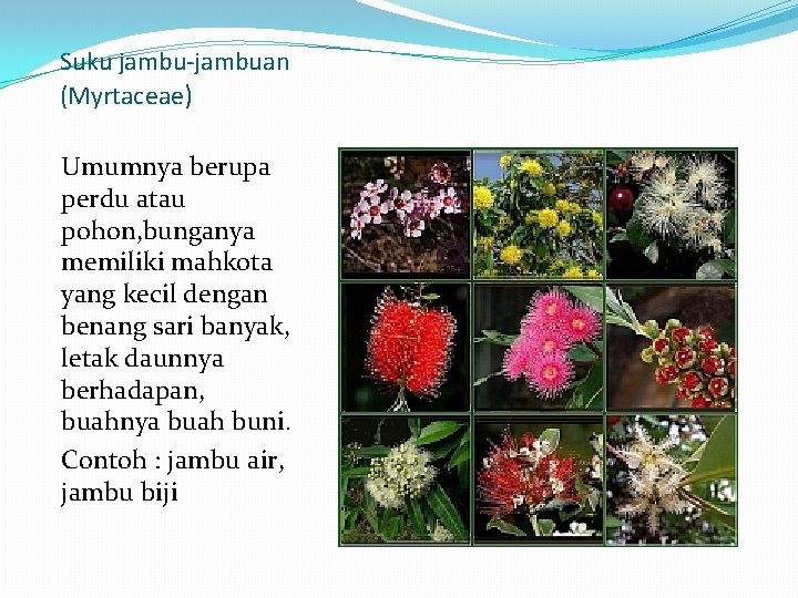 Suku jambu-jambuan (Myrtaceae) Umumnya berupa perdu atau pohon, bunganya memiliki mahkota yang kecil dengan