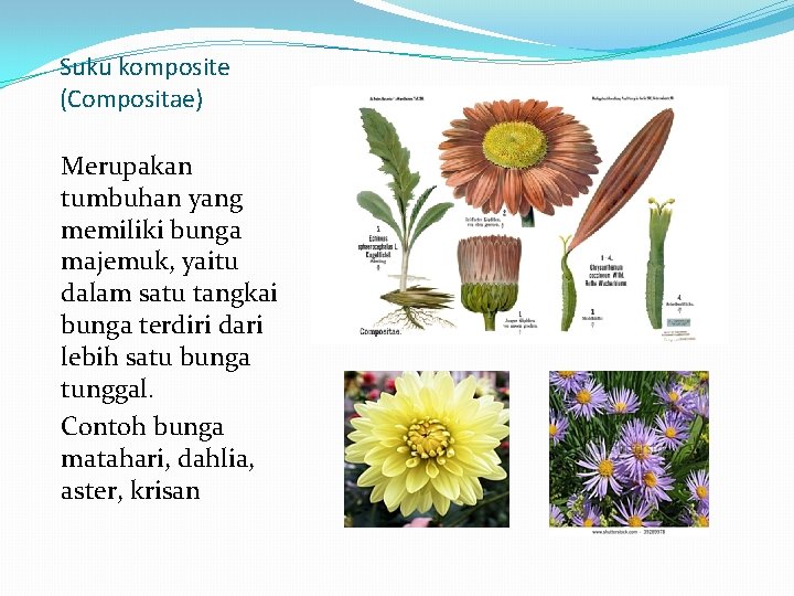 Suku komposite (Compositae) Merupakan tumbuhan yang memiliki bunga majemuk, yaitu dalam satu tangkai bunga