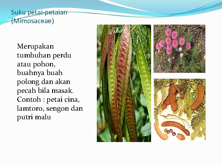 Suku petai-petaian (Mimosaceae) Merupakan tumbuhan perdu atau pohon, buahnya buah polong dan akan pecah
